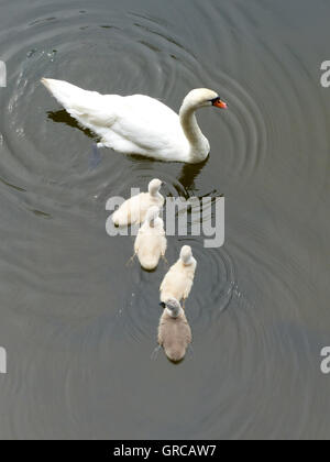 Mama Schwan schwimmen auf dem Wasser zusammen mit ihren vier Gänsel, Eiswoog, zwei Wochen alte junge Schwäne Stockfoto