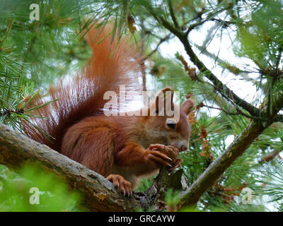 Rot-braunen Eichhörnchen sitzend auf einer Kiefer und isst A Nussbaum Stockfoto