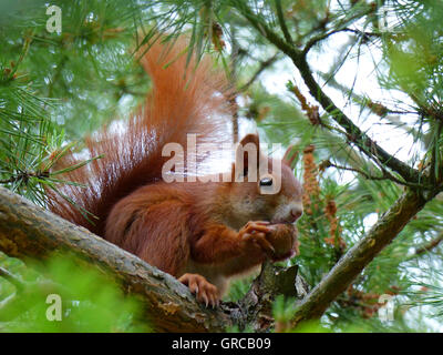 Rot-braunen Eichhörnchen sitzend auf einer Kiefer und isst A Nussbaum Stockfoto