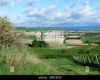 Weinbau-Bezirk Rhinehesse im Sommer, Deutschland Stockfoto