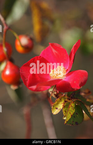 Hagebutten und Wild Rose blüht zur gleichen Zeit Stockfoto