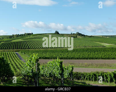 Weinbau-Bezirk Rhinehesse im Sommer, Deutschland Stockfoto