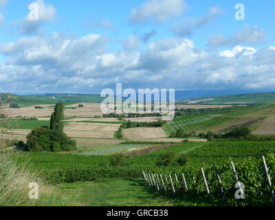 Weinbau-Bezirk Rhinehesse im Sommer, Deutschland Stockfoto