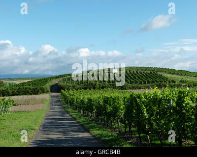 Weinbau-Bezirk Rhinehesse im Sommer, Deutschland Stockfoto