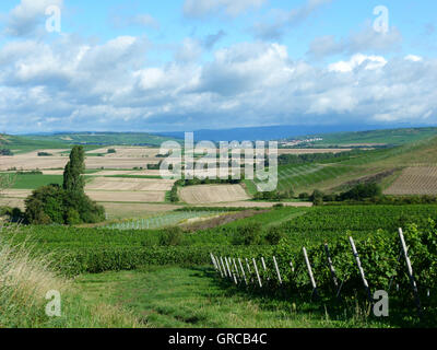 Weinbau-Bezirk Rhinehesse im Sommer, Deutschland Stockfoto