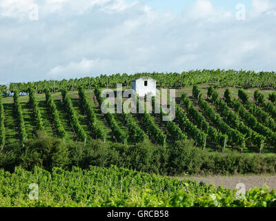 Weinbau-Bezirk Rhinehesse im Sommer, Deutschland Stockfoto