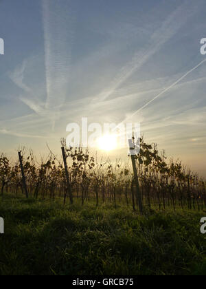 Weinberg im Spätwinter, In den frühen Morgenstunden, Weinregion Rheinhessen Stockfoto