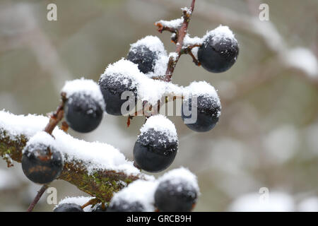 Reife Schlehen mit schneebedeckten Kappe Stockfoto