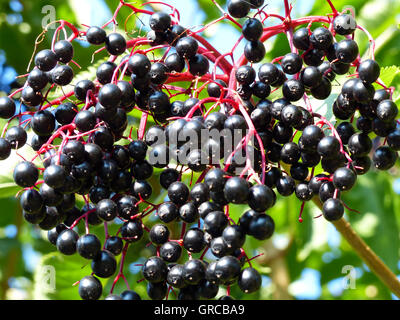 Reife ältere Beeren Stockfoto