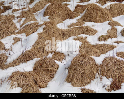 Schnee liegt zwischen Schollen auf einem Feld Stockfoto