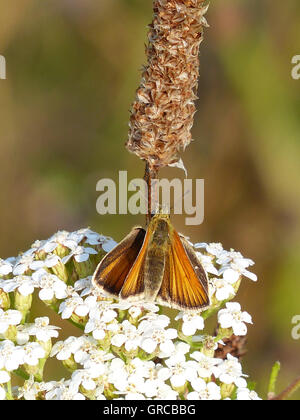 Brauner Schmetterling sitzt auf weiße Schafgarbe, Thymelicus Sylvestris Stockfoto