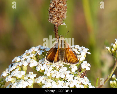 Brauner Schmetterling sitzt auf weiße Schafgarbe, Thymelicus Sylvestris Stockfoto