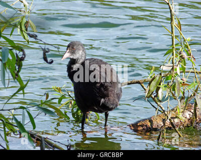 Schiene Vogel stehen im flachen Wasser eines Teiches Stockfoto