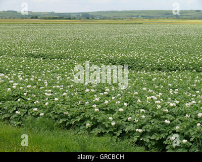 Potatoe Feld Stockfoto