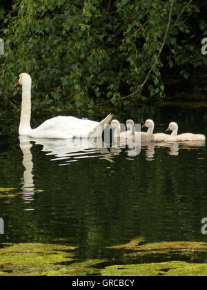 Schwäne, Mama Schwan schwimmen auf dem Wasser zusammen mit ihren vier Gänsel, Eiswoog bei Ramsen, Pfalz, zwei Wochen alte junge Schwäne Stockfoto