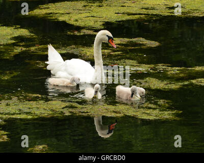 Schwäne, Mama Schwan schwimmen auf dem Wasser zusammen mit ihren vier Gänsel, Eiswoog bei Ramsen, Pfalz, zwei Wochen alte junge Schwäne Stockfoto