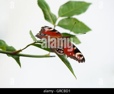 Tagpfauenauge, Inachis Io Stockfoto