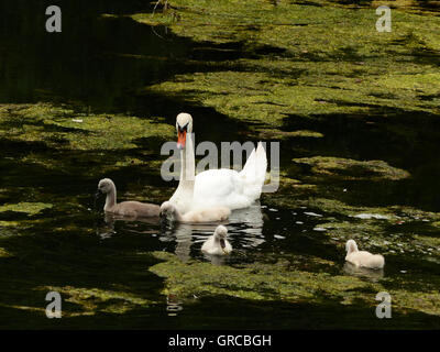 Schwäne, Mama Schwan schwimmen auf dem Wasser zusammen mit ihren vier Gänsel, Eiswoog bei Ramsen, Pfalz, zwei Wochen alte junge Schwäne Stockfoto