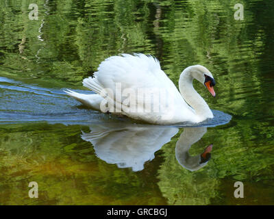 Schwan Schwimmen am Biotop, Eiswoog Stockfoto