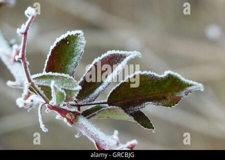 Zweig mit Blättern von Raureif überzogen Stockfoto