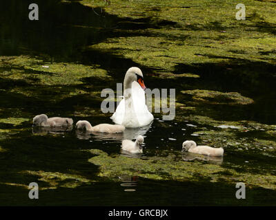 Schwäne, Mama Schwan schwimmen auf dem Wasser zusammen mit ihren vier Gänsel, Eiswoog bei Ramsen, Pfalz, zwei Wochen alte junge Schwäne Stockfoto