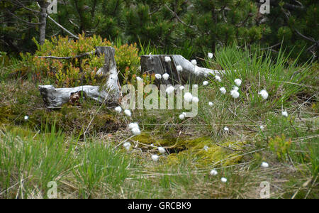 Grasbüschel Wollgras Wollgras Vaginatum im Moor, Hornisgrinde, Schwarzwald, Deutschland Stockfoto
