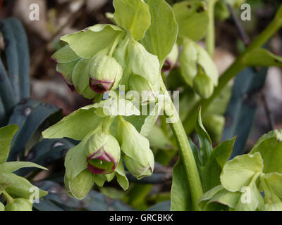 Blüte des Bären Fuß, Nieswurz, Helleborus Foetidus Stockfoto