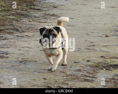 Beige männlichen Mops geht für einen Spaziergang Stockfoto