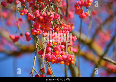 Europäische Spindel Baum, Euonymus Europaeus Stockfoto