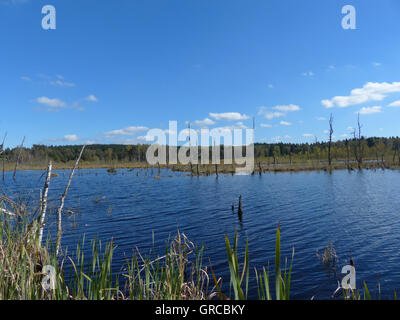 Moorsee im Schwenninger Moos, Ursprung des Flusses Neckar, Baden Württemberg, Deutschland, Europa Stockfoto