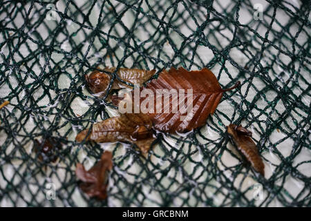 Nasses Herbstlaub wurden In einem Netz gefangen Stockfoto