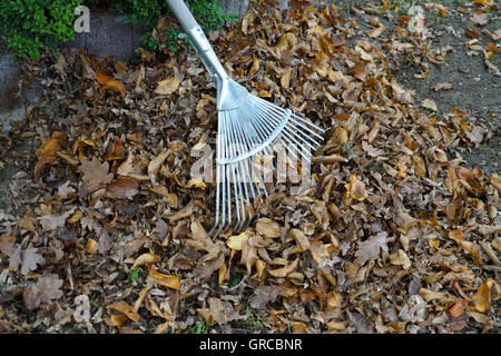 Haufen von Blättern mit Rechen, Gartenarbeit im Herbst Stockfoto