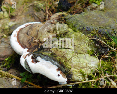 Braun, weiß und grün Pilze auf einem Baumstumpf Stockfoto