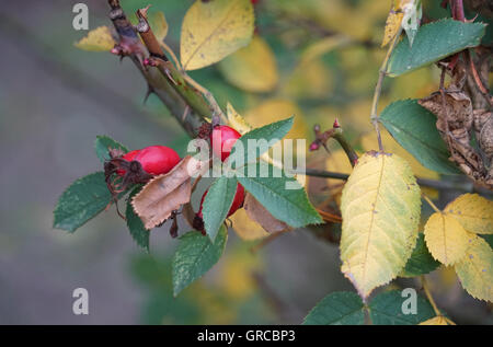 Rote Hagebutten auf Wildrose Busch Stockfoto