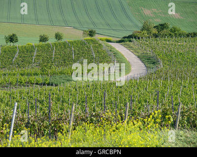 Weinbau-Bezirk Rhinehesse im Frühjahr Stockfoto