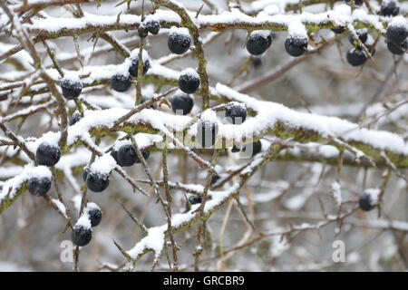 Reife Schlehen, Snowy Stockfoto