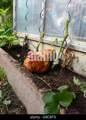 Braune Henne Berta sitzt In einem Gemüse-Bett Stockfoto