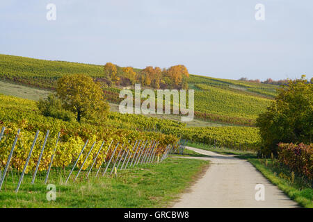 Herbst im Weinbau Bezirk Rhinehesse Stockfoto