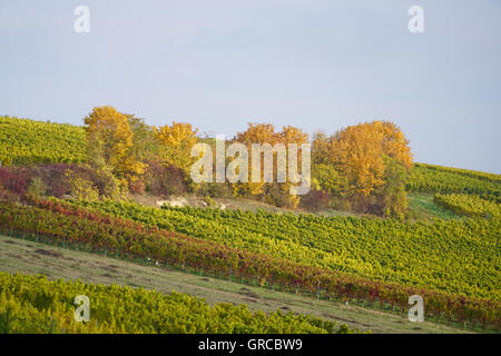 Herbst im Weinbau Bezirk Rhinehesse Stockfoto