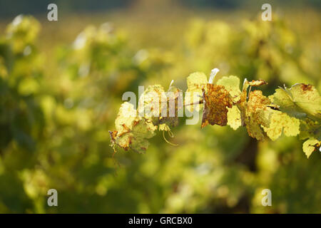 Herbst im Weinbau Bezirk Rhinehesse Stockfoto