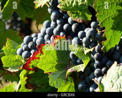 Reife blauen Trauben hängen In einer Ranke Stockfoto