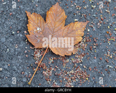 Herbstliche Ahornblatt auf Asphalt Stockfoto