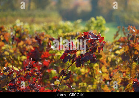 Herbst im Weinbau Bezirk Rhinehesse Stockfoto