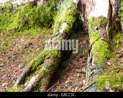 Moosbedeckten Wurzelwerk eines Baumes Stockfoto