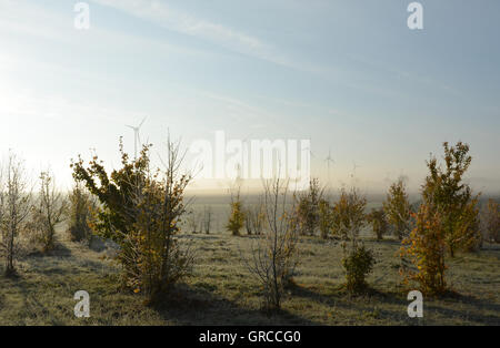 Morgen-Idylle In Rhinehesse, Deutschland, mit Raureif und Morgen-Nebel Stockfoto