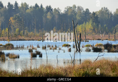 Schwenninger Moos, Moorsee, Ursprung des Neckars Stockfoto