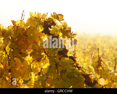 Goldener Oktober, es ist Herbst im Weinberg Stockfoto