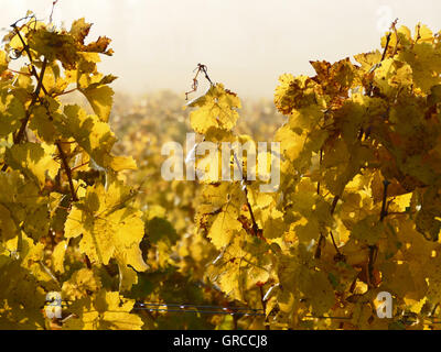 Goldener Oktober, es ist Herbst im Weinberg Stockfoto