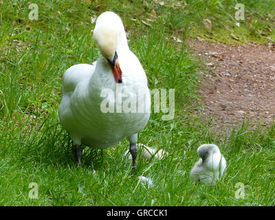 Mama Schwan zeigt ihre zwei Küken 1 Woche alten, funktioniert wie der Körperpflege Stockfoto