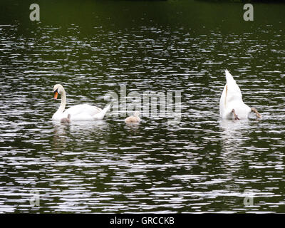 Schwan Familie mit zwei Swan-Küken, die eine Woche alt sind Stockfoto